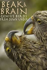 Beak Brain - Genius Birds from Down Under watch-Beak Brain - Genius Birds from Down Under