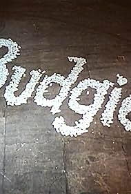 Budgie watch-Budgie