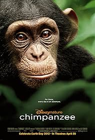 watch-Chimpanzee