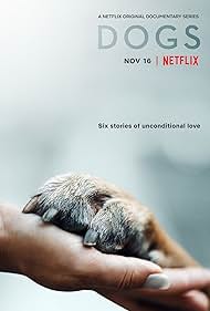 Dogs watch-Dogs