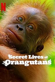 Secret Lives of Orangutans watch-Secret Lives of Orangutans