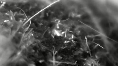 watch-Attenborough and the Empire of the Ants