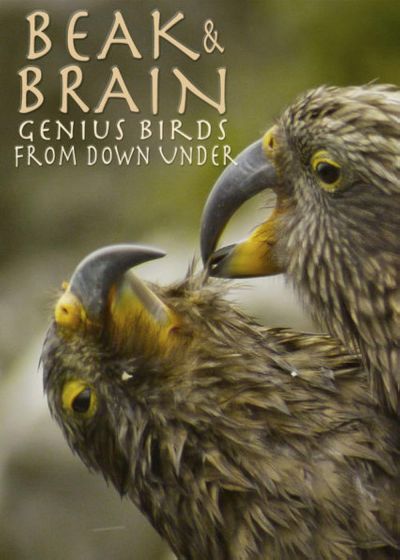 watch-Beak   Brain - Genius Birds from Down Under