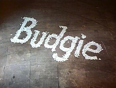 watch-Budgie