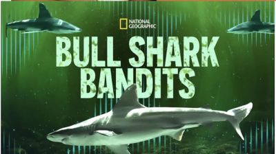 watch-Bull Shark Bandits