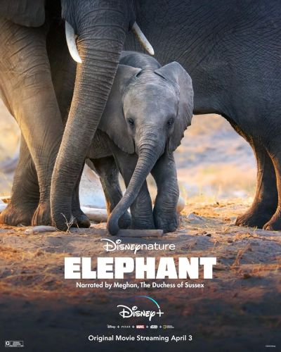 watch-Elephant