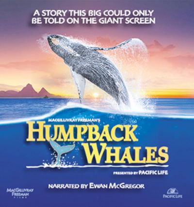 watch-Humpback Whales