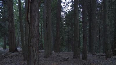 watch-Nightfall